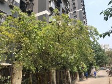 谢家湾 大鼎城市花园二房