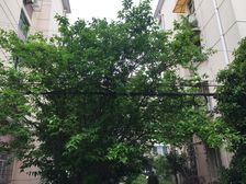 中高区,南北两房带厅,电梯房,业主急售