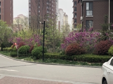 大华上海滩花园 2室2厅 南