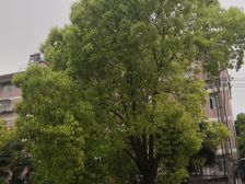 采光充足,大两房,电梯房,繁华地段