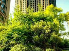 金色兰庭沿河精装小三室,全明户型采光充足,诚心出售