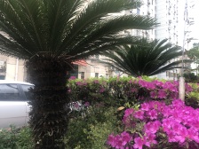 三门路510弄 2室1厅 南 北