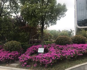 凤凰文化广场,采光好,环境优美,诚心卖的