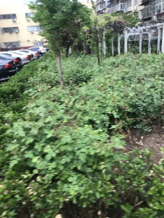 玉桥西里70号院实景图