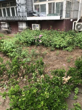 玉桥西里70号院实景图