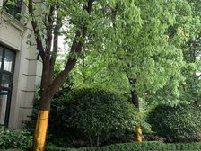 精装修业主自住绿城物业306平大平层单价3万5可谈