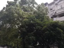 龙柏七村 1室1厅1卫 南