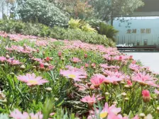 龙湖星图 5室3厅 南 北