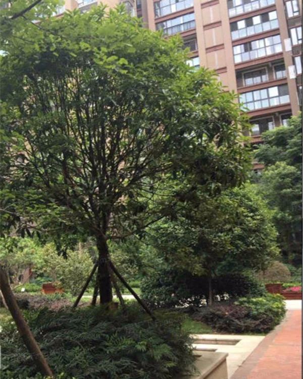 小区相关图