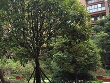 宏达世纪丽景4室2厅南