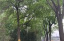 纽约客实景图