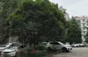 东府花园实景图