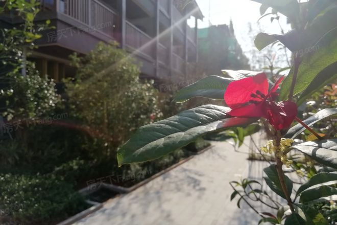 君华小镇实景图