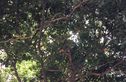 白兰园实景图