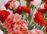 5.11母亲节活动