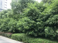 狮山CBD涉外小区,配套优质,小区会所一应俱全