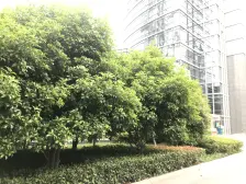 新地国际朝南户型,全南户型,采光好。