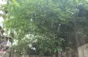 锦里西路66号院实景图