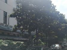 科华南领馆3室2厅北
