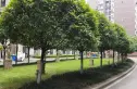 蓉城胜景实景图