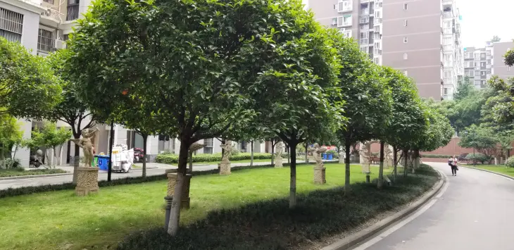 蓉城胜景实景图