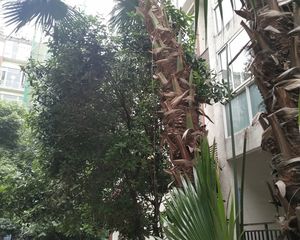 海棠丽景3室2厅南
