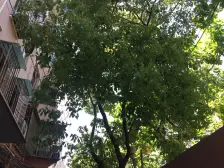 虹口区中环入口 近19号线 中间楼层 美丽家园已做