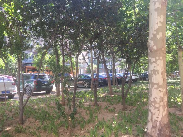 翡翠城五期住宅商住楼实景图