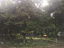 亚热带雅居 1室0厅 东南