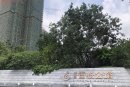 新城香悦公馆实景图