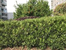 华亭·锦洋华园·2室·1厅