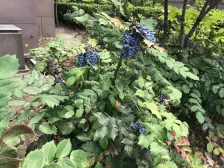 菊园新区·宝菊清水园·1室·2厅