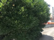 新上好房顶楼带阁楼,黄渡镇上,满五税少,业主诚心卖