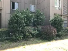 沧海绿苑 1室1厅 南