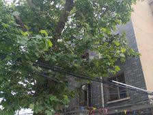 西阁小区 3室1厅 南 西