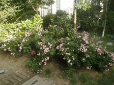 青剑湖 精装修好房急售 好楼层位置好