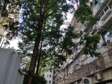 静安区闸北公园中山北路255弄1室1厅