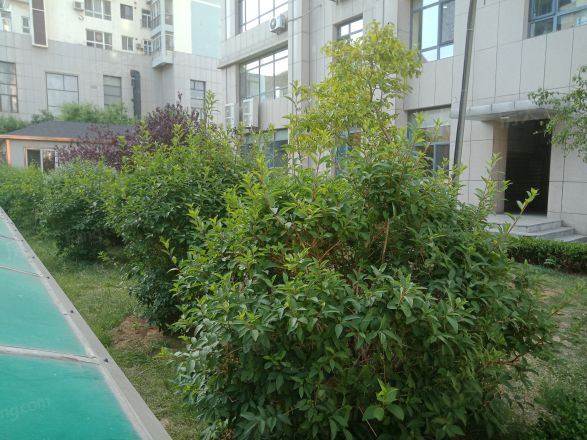 学府世家(金州)实景图