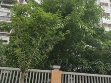 金地金沙府邸2室1厅东