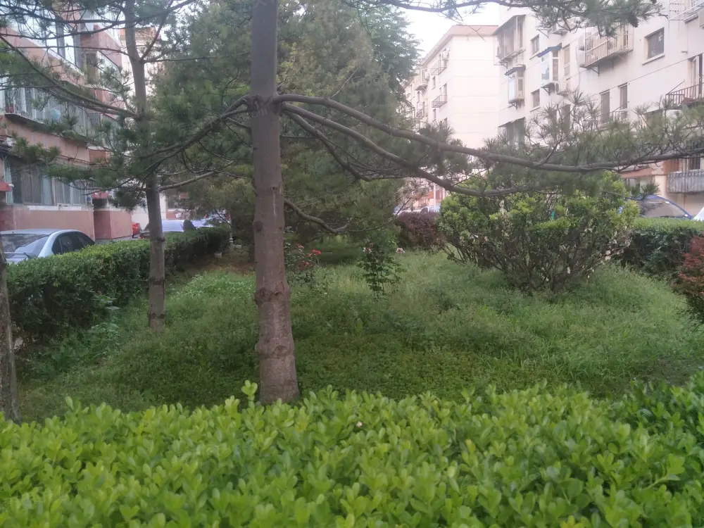 实景图