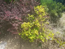 观澜壹号 近世界和平公园 近海边