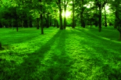 园林绿化效果图