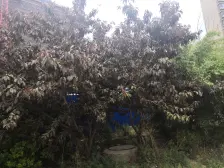 龙湖3室2卫,南北通透,全明户型,视野开阔,全天采光