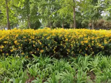 阳光花苑纯南户型两房,满五年唯一住房,中间位置