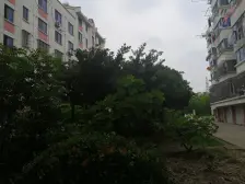 曙光新区 3室1厅 南