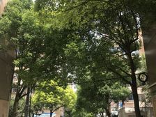 一楼超大花园丶可大刀砍房东看中房子了(一楼带大花园)一梯两户