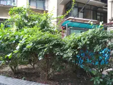 众科天一阁 1室1厅 东南