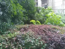 陈家湾 文星大厦一房