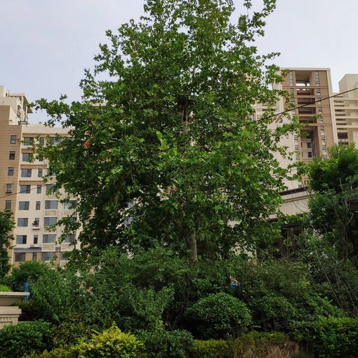  ���Ǻ�������2��1��1���ϳ���2000.00Ԫ/�³��� 