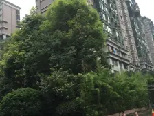 神仙树大院五期 1室2厅 南